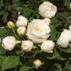 'Lenka Frayla®' Shrub Rose -Outdoor Plant Store SHR0085 1