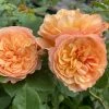 'Mia Bella®' Shrub Rose -Outdoor Plant Store SHR0088 1