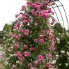 'Parade' Climbing Rose 2 'Parade' Climbing Rose -Outdoor Plant Store SHR0091 1