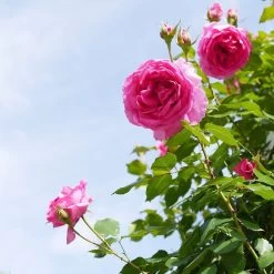 'Parade' Climbing Rose -Outdoor Plant Store SHR0091 4