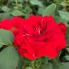 'Jewel In The Crown®' Shrub Rose -Outdoor Plant Store SHR0095 1
