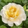 'Ray Of Sunshine®' Shrub Rose -Outdoor Plant Store SHR0096 1