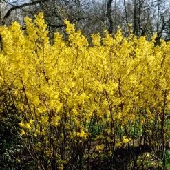 Golden Bells | Forsythia Intermedia 'Spectabilis'