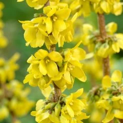 Early Spring Flowering Shrub Collection -Outdoor Plant Store SHR0170 2 4b00226f a6df 4fca b6db 20e62c2d086e