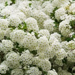 Ultimate Flowering Hedge | Growers' Choice -Outdoor Plant Store SHR0178 3 8eb11138 e6c2 409e 9203 477ae3b3adba