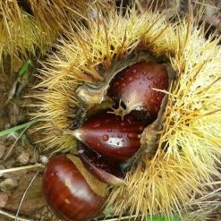 A Completely Edible Hedge | 3/5/10/20m Packs -Outdoor Plant Store SHR0200 8 3afe6535 a52c 4968 8fef 9534dc43ae3c