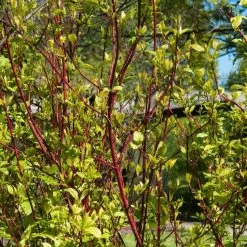 Best Value Cornus Collection | Winter Hedging -Outdoor Plant Store SHR0201 1 3e18158e 3c1f 4032 bcbe ca7c2be08319
