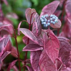 Best Value Cornus Collection | Winter Hedging -Outdoor Plant Store SHR0201 3 6c724d71 b140 4168 ad05 561da55bcb19