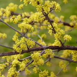 Best Mixed Native Wildlife Hedging | Growers' Choice -Outdoor Plant Store SHR0203 3