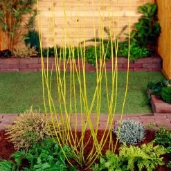 Best Value Cornus Collection | Winter Hedging -Outdoor Plant Store SHR0207 2 68af85ed 9881 4b65 b6fd 357635d4ebe6