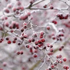 All Seasons Hedging | Growers' Choice -Outdoor Plant Store SHR0210 6 db006dde e232 40fc a1d6 5d61d21e7bf3