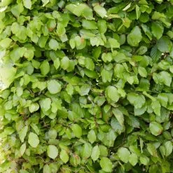 Livestock Friendly Farm Hedging | Growers' Choice | BN11 Compliant -Outdoor Plant Store SHR0215 3 74598a1b 4eb7 40ef b021 bf2ac4af8c5e