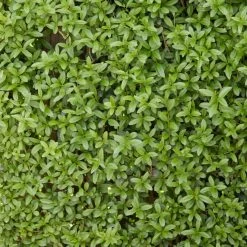 Fast Growing Evergreen Hedging Wildlife Mix | Growers' Choice -Outdoor Plant Store SHR0225 2 0a078499 cb87 471e b521 23b157f3fe2e