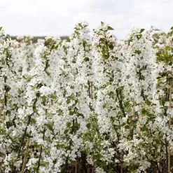 Ultimate Flowering Hedge | Growers' Choice -Outdoor Plant Store SHR0229 2 bf771328 6098 4068 b17a f9cc722a3908