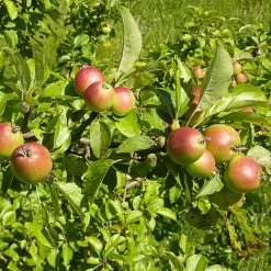 A Completely Edible Hedge | 3/5/10/20m Packs -Outdoor Plant Store SHR0229 6 df197962 6ec4 4c2f b4e3 64d05b0e1ead