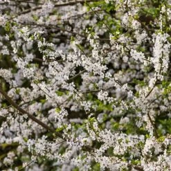 Ultimate Flowering Hedge | Growers' Choice -Outdoor Plant Store SHR0232 1 767b1cf8 b9e7 42b8 aa5a de73f59728f0