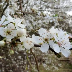 Livestock Friendly Farm Hedging | Growers' Choice | BN11 Compliant -Outdoor Plant Store SHR0235 1 95cb19da d446 4c9b b99f 11d515b0de2b