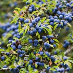 Best Mixed Native Wildlife Hedging | Growers' Choice -Outdoor Plant Store SHR0240 1 5843703b 3b06 40dc 988f 0dd4fbaec567