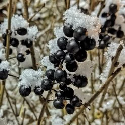 A Completely Edible Hedge | 3/5/10/20m Packs -Outdoor Plant Store SHR0240 4 ff6bfad9 d4da 4434 a40c 6aa7c3306443