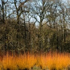 Fast Growing Evergreen Hedging Wildlife Mix | Growers' Choice -Outdoor Plant Store SHR0252 3 fe5f10e4 3c5c 440f 876c 3892ceb5ff5e