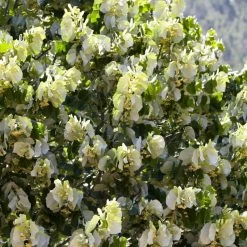 Fast Growing Evergreen Hedging Wildlife Mix | Growers' Choice -Outdoor Plant Store SHR0263 4 e126b2d1 241b 466a 847e 12cdb3686ee0