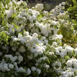 Ultimate Flowering Hedge | Growers' Choice -Outdoor Plant Store SHR0266 3 289a3d5e 1947 4c87 ab44 6fef0c297a45