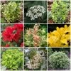 Best Small Evergreen Shrubs -Outdoor Plant Store SHRCOL1 1