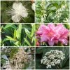 Best Flowering Evergreen Shrubs -Outdoor Plant Store SHRCOL10 1