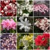 Best Flowering Shrubs 1 Best Flowering Shrubs -Outdoor Plant Store SHRCOL13 1