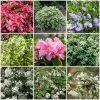 Best Evergreen Shrubs -Outdoor Plant Store SHRCOL16 1