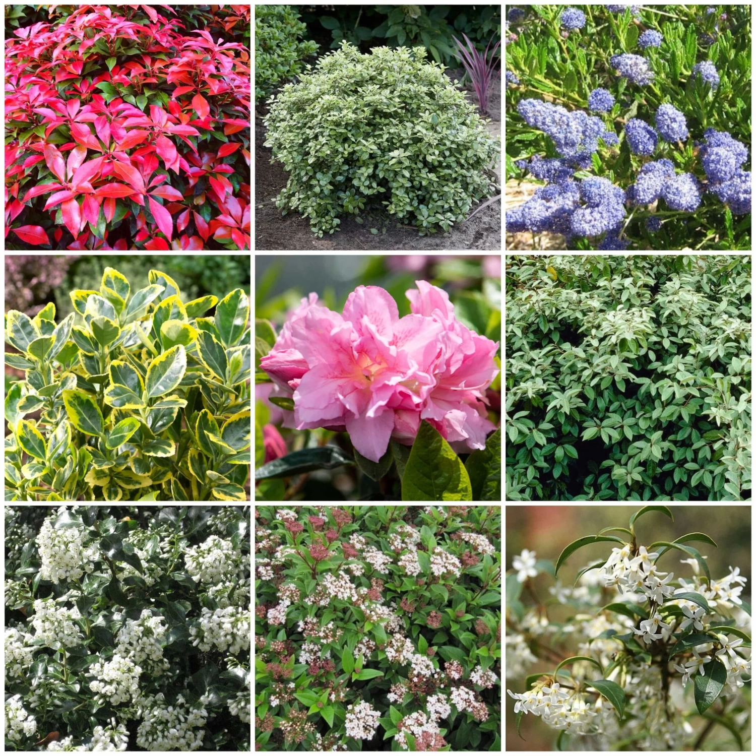 Best Evergreen Shrubs 3 Best Evergreen Shrubs