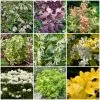 Best Shrubs For Borders 2 Best Shrubs For Borders -Outdoor Plant Store SHRCOL19 1