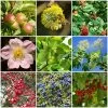 Best Mixed Native Wildlife Hedging | Growers' Choice -Outdoor Plant Store SHRCOL23 1 9c69c28b 7f21 4839 930b b5df15d01485