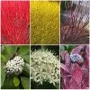 Best Value Cornus Collection | Winter Hedging -Outdoor Plant Store SHRCOL26 1 98e5650f 3d8b 4f0d afcf 959e7b4d4ed5