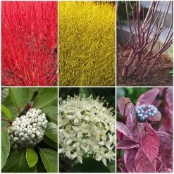 Best Value Cornus Collection | Winter Hedging