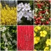 All Seasons Hedging | Growers' Choice 2 All Seasons Hedging | Growers' Choice -Outdoor Plant Store SHRCOL28 1