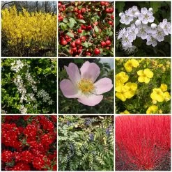 All Seasons Hedging | Growers' Choice -Outdoor Plant Store SHRCOL29 1