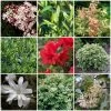 Best Shrubs For Shade 1 Best Shrubs For Shade -Outdoor Plant Store SHRCOL7 1