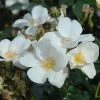 'Silver Ghost' Shrub Rose -Outdoor Plant Store SILVERGHOST b42e7b14 bcb1 427c a582 fada78450c12