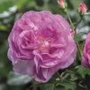 'Saphir' Shrub Rose -Outdoor Plant Store Saphir 4