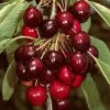 'Sasha' Cherry Tree -Outdoor Plant Store Sasha 1