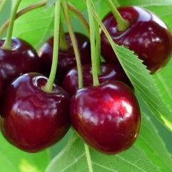 'Sasha' Cherry Tree 9 'Sasha' Cherry Tree -Outdoor Plant Store Sasha 3
