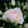 'Sirius' Bedding Rose 1 'Sirius' Bedding Rose -Outdoor Plant Store Sirius 1