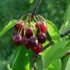 'Sweetheart' Cherry Tree -Outdoor Plant Store Sweetheart 1
