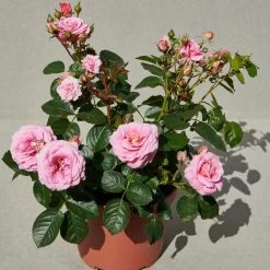 'Palace Tabor' Patio Shrub Rose -Outdoor Plant Store Tabor Palace Poulpal104 N 3