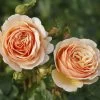 'Tropicana' Hybrid Tea Rose -Outdoor Plant Store Tropicana 4