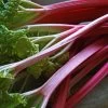 'Champagne' Rhubarb Plant -Outdoor Plant Store VEG0172 1
