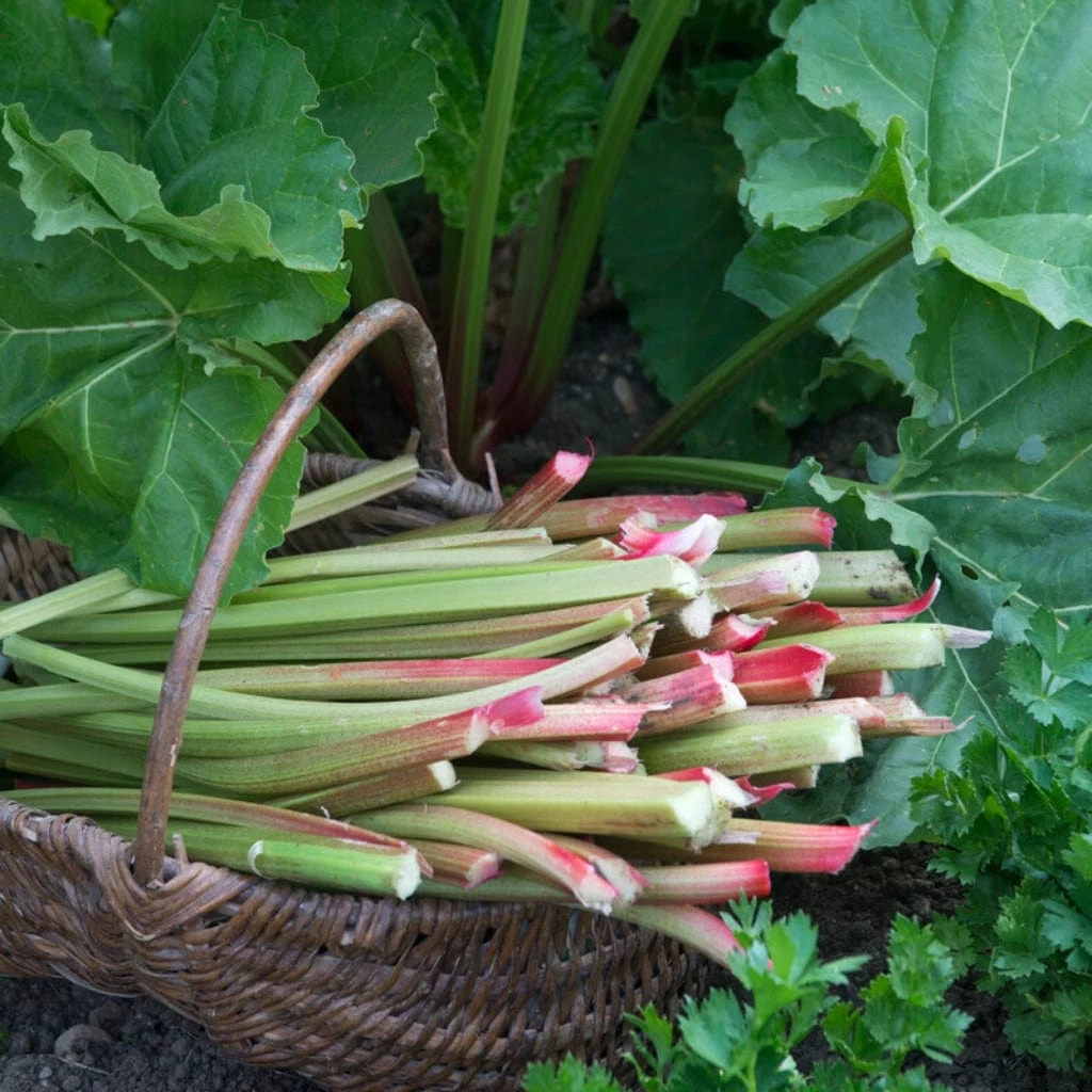 'Goliath' Rhubarb Plant 3 'Goliath' Rhubarb Plant