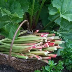 Full Season Rhubarb Collection -Outdoor Plant Store VEG0173 1 aa876d4d ee75 42cd 851d 43a214dc5cb2