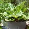 'Raspberry Red' Rhubarb Plant -Outdoor Plant Store VEG0179 1
